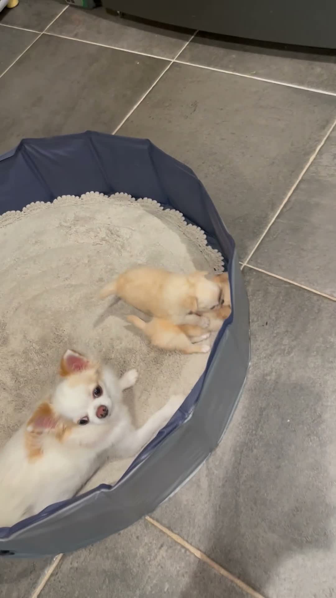 Chihuahua dogs for sale: Sing Sing - Video 1