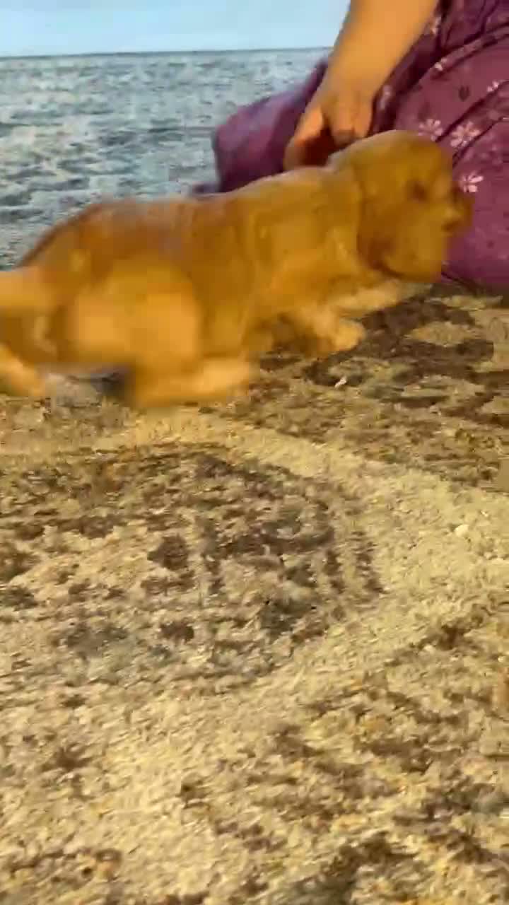Cavapoo dogs for sale: Bubbles Cavapoo  - Video 1