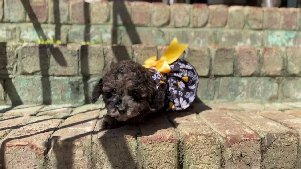 Miniature Poodle dogs for sale: Truffle - Video 1