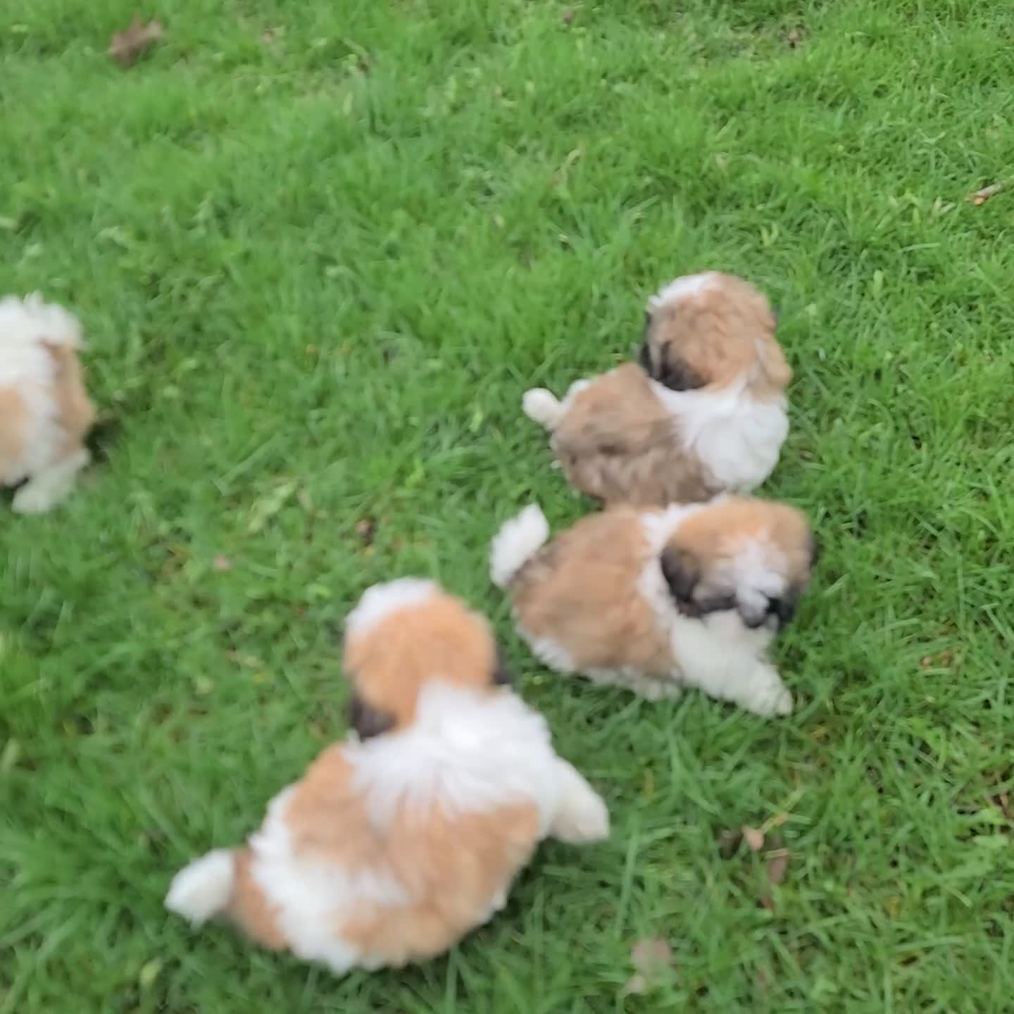 Shih Tzu dogs for sale: Isabella - Video 1