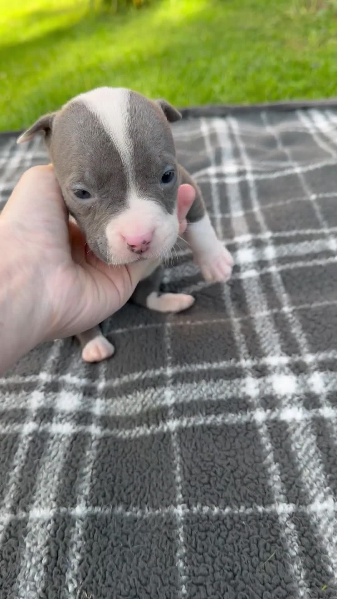 American Bully dogs for sale: Layla - Video 1