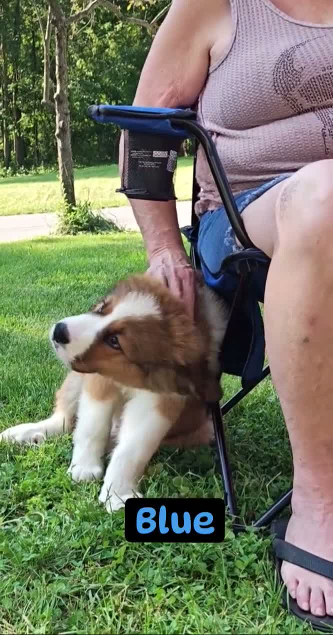 Mixed Breed dogs for sale: Blu - Video 1