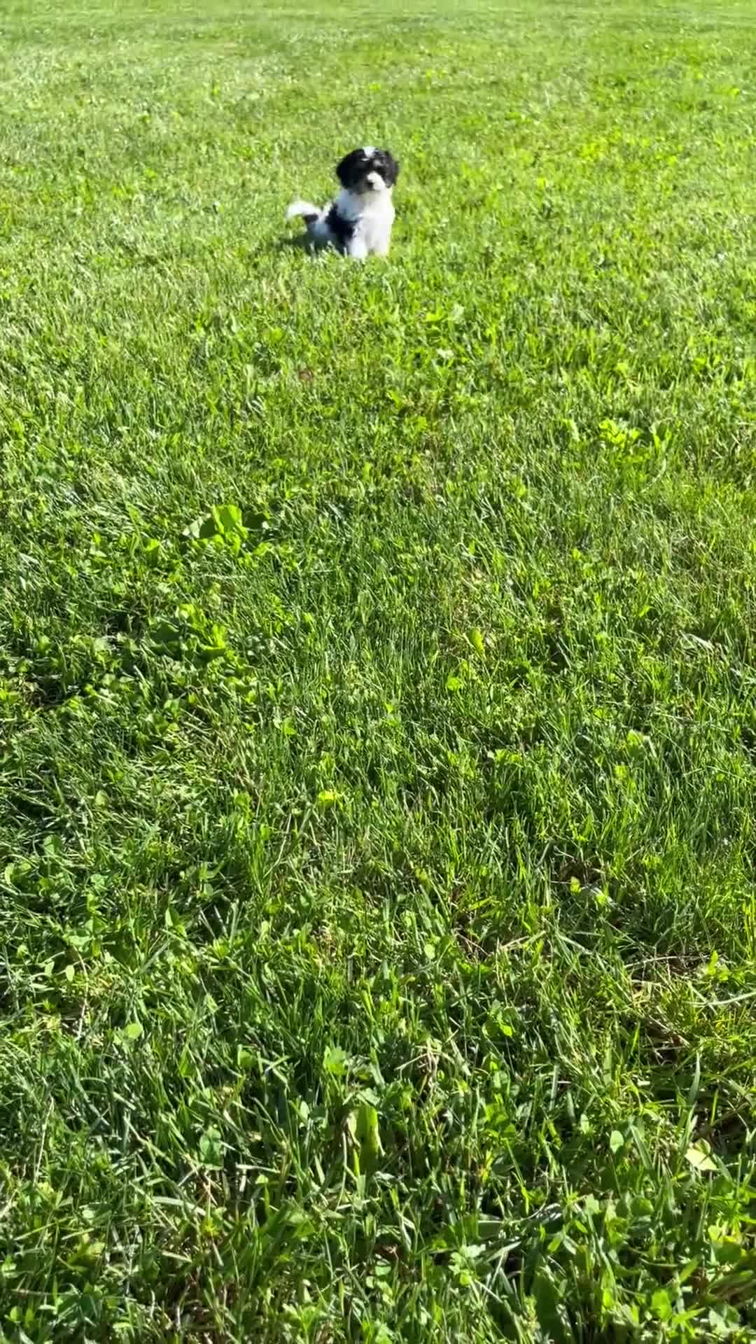 Cavapoo dogs for sale: Luna - Video 1