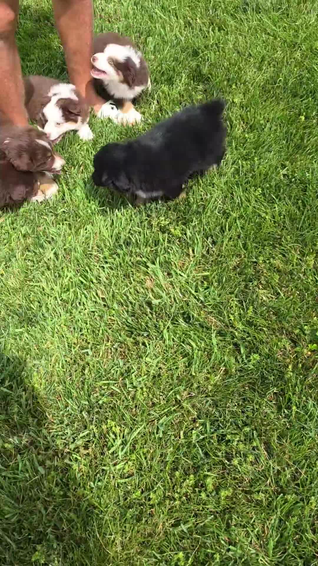 Miniature Australian Shepherd dogs for sale: Sky - Video 1