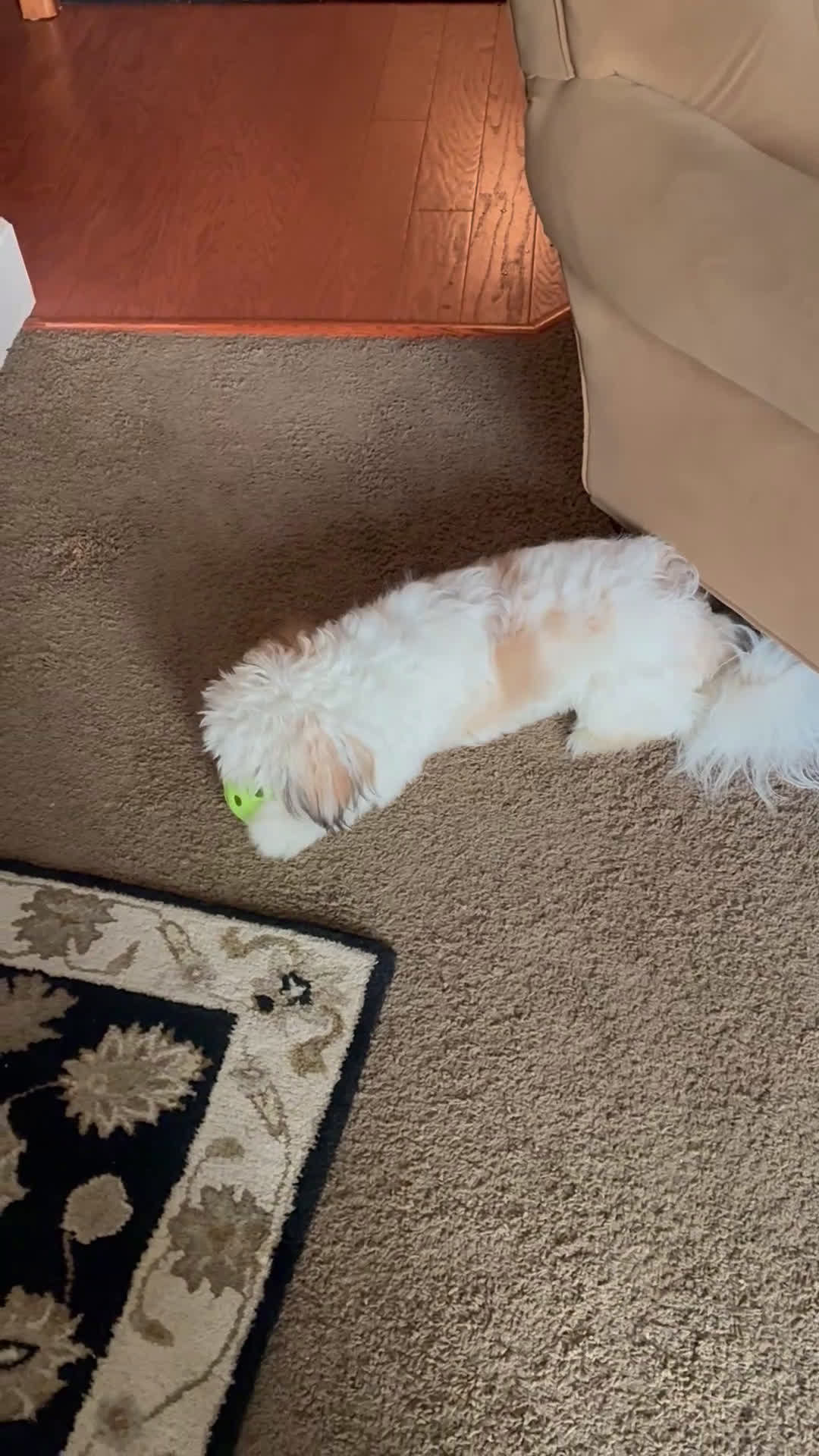 Shorkie dogs for stud: Paradise  - Video 1