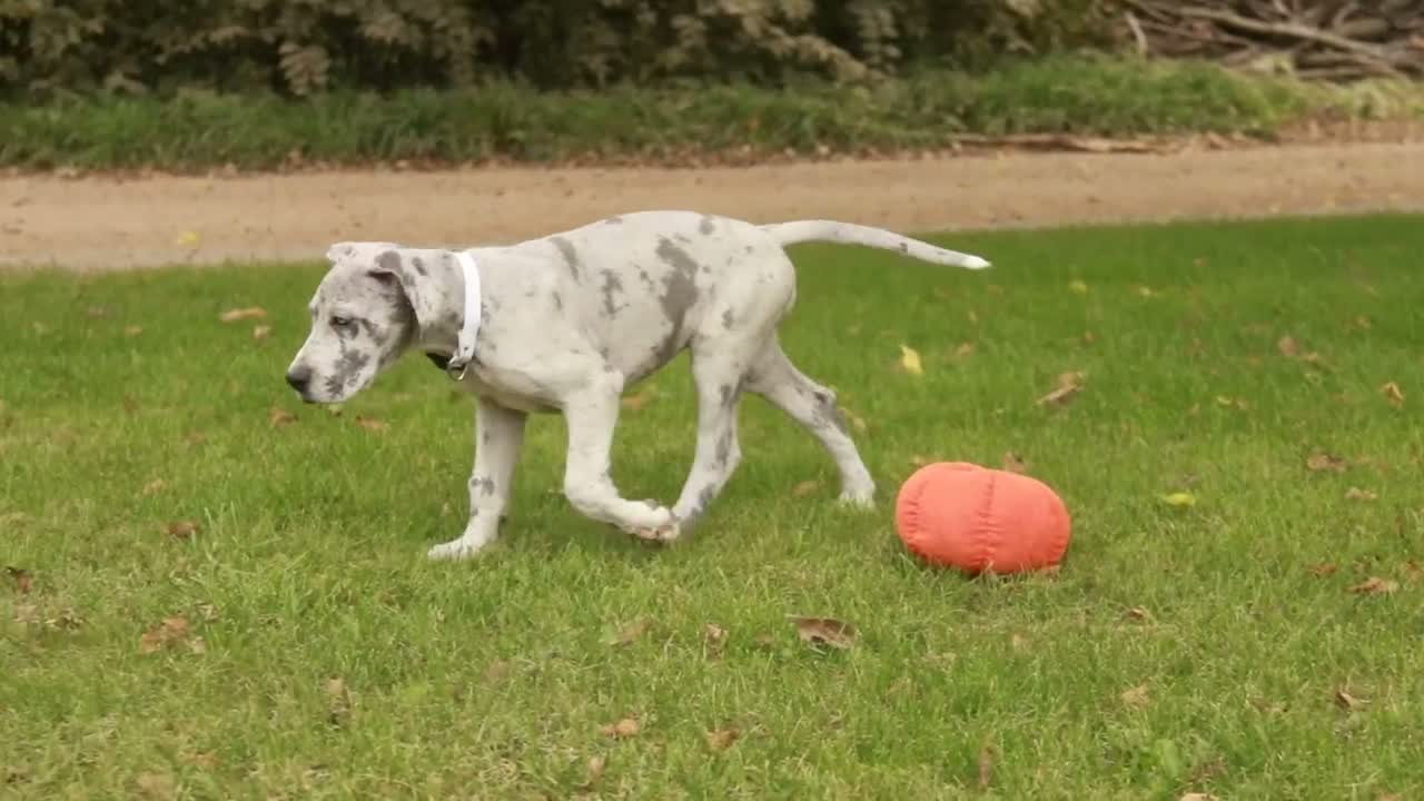 Great Dane dogs for sale: Beatrice Great Dane  - Video 1