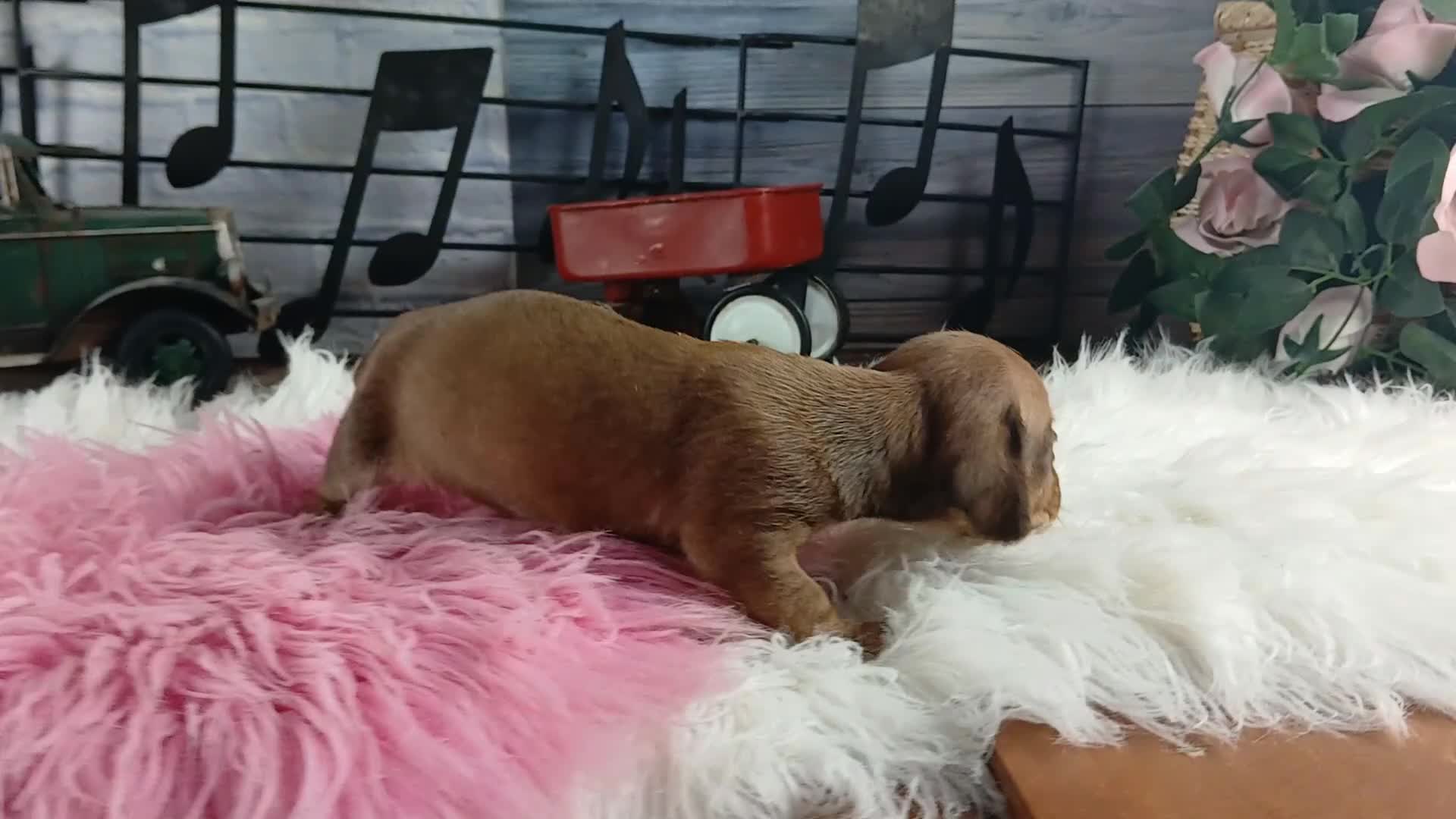 Dachshund dogs for sale: Nationwide delivery. Sugar pies red girl - Video 1