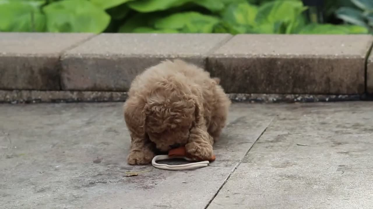 Maltipoo dogs for sale: Marley - Video 1