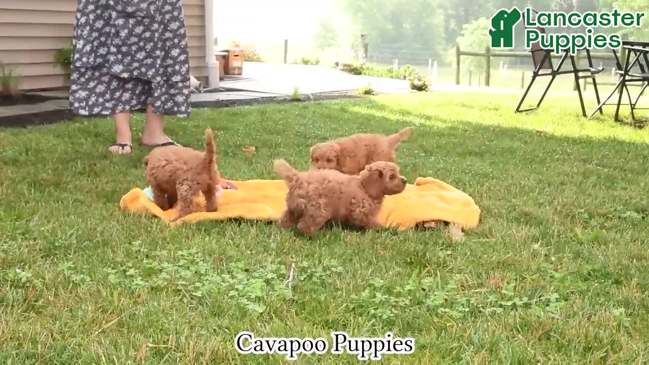 Cavapoo dogs for sale: Cuddles - Video 1