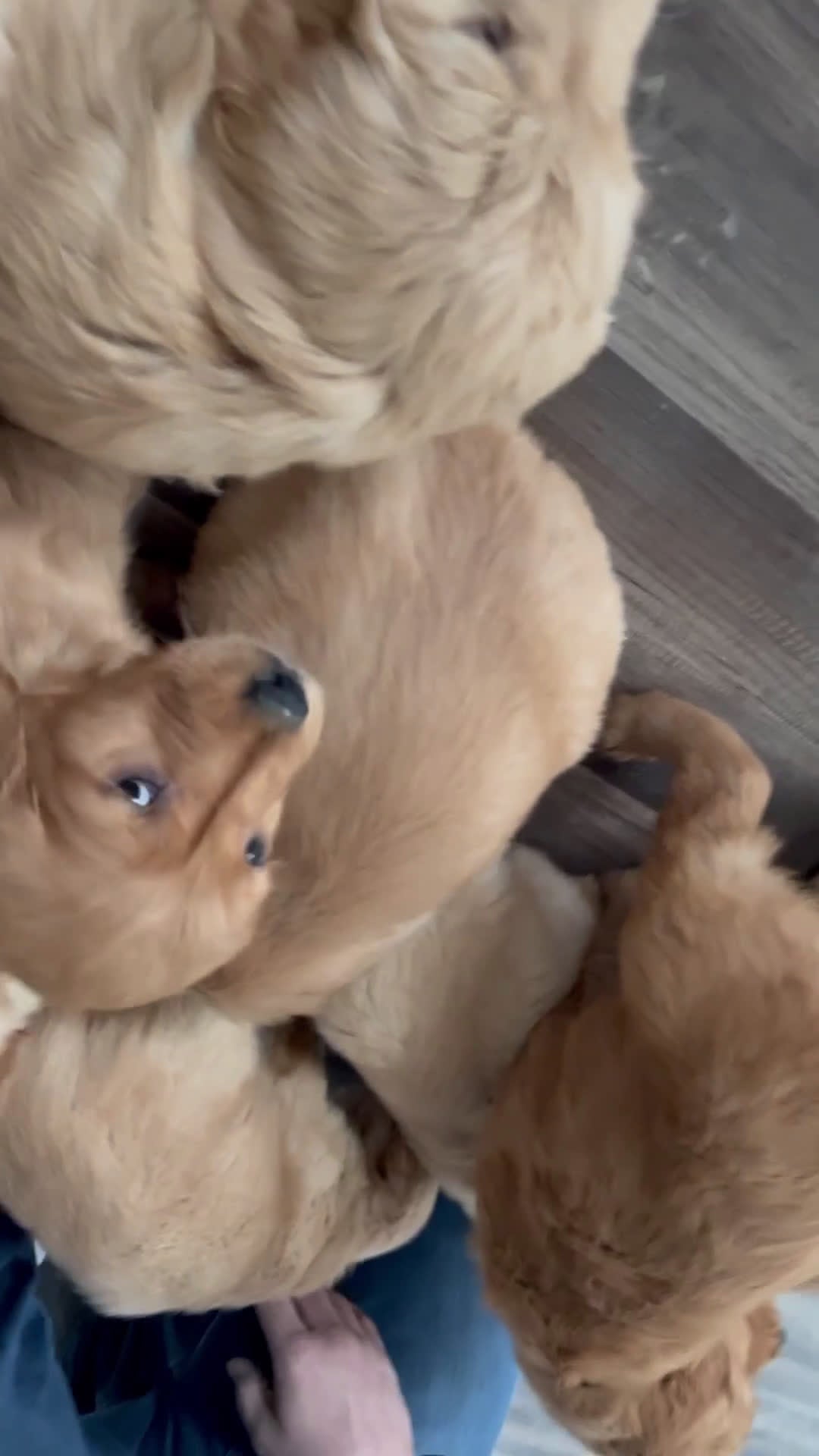 Golden Retriever dogs for sale: Titan - Video 3