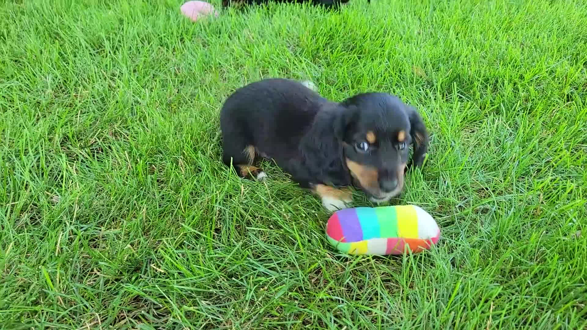Miniature Dachshund dogs for sale: Venture  - Video 3