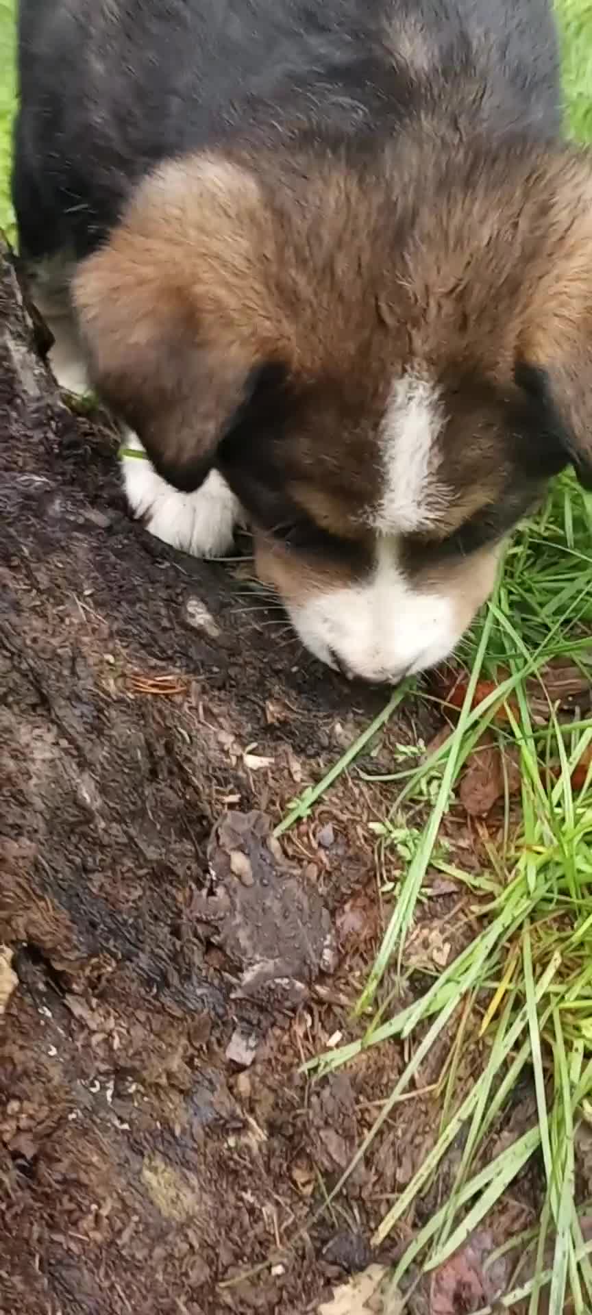 Mixed Breed dogs for sale: CRYSTAL *SALE* - Video 1