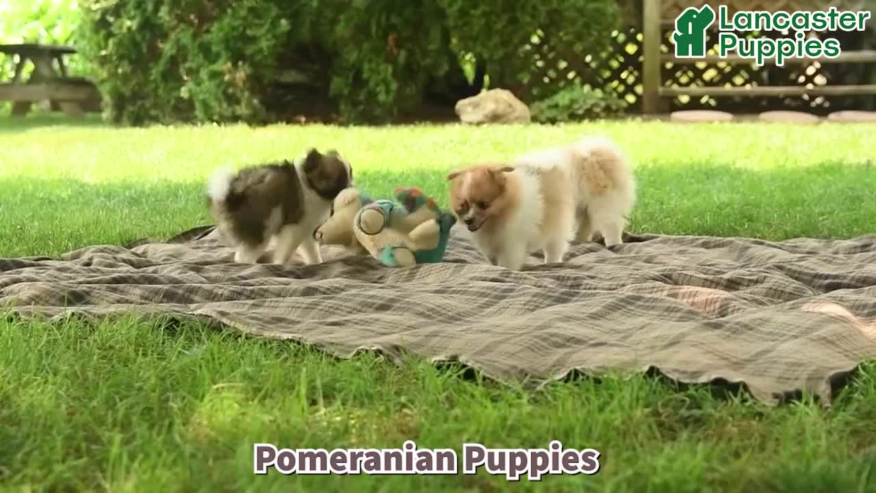 Pomeranian dogs for sale: Sunny  - Video 1