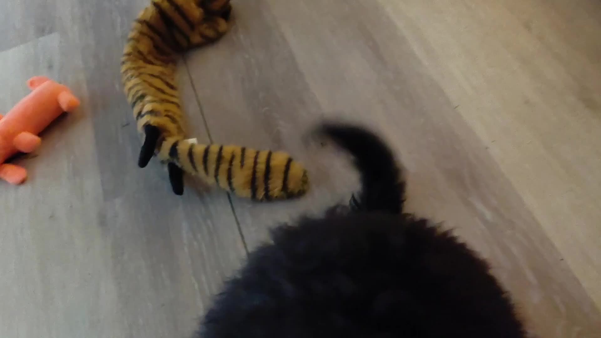 Double Doodle dogs for sale: Chelsea-Mountain Goldendoodle  - Video 3