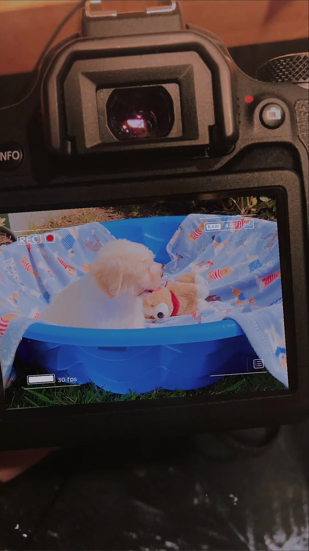 Shorkie dogs for sale: Shorkie Puppy 1 - Video 1