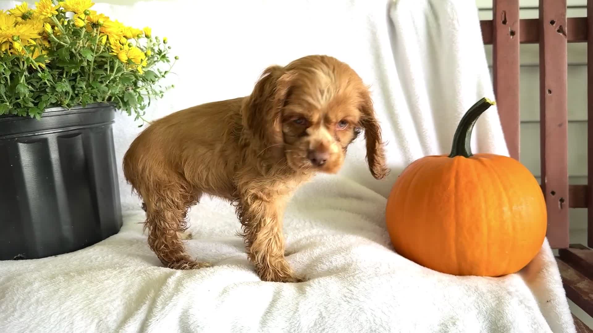 Cocker Spaniel dogs for sale: Lilly - Video 1