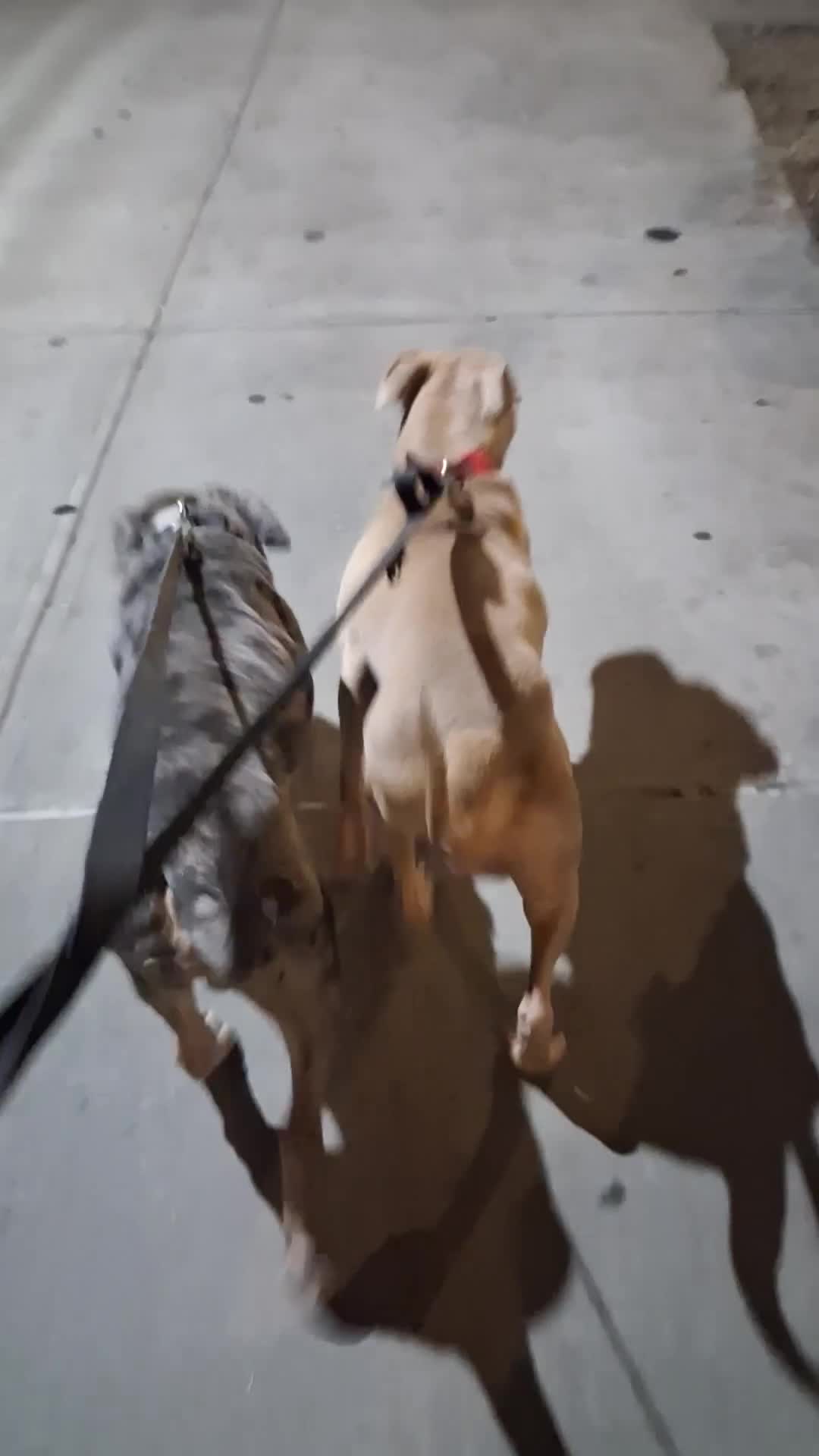 American Bully dogs for sale: Max - Video 1