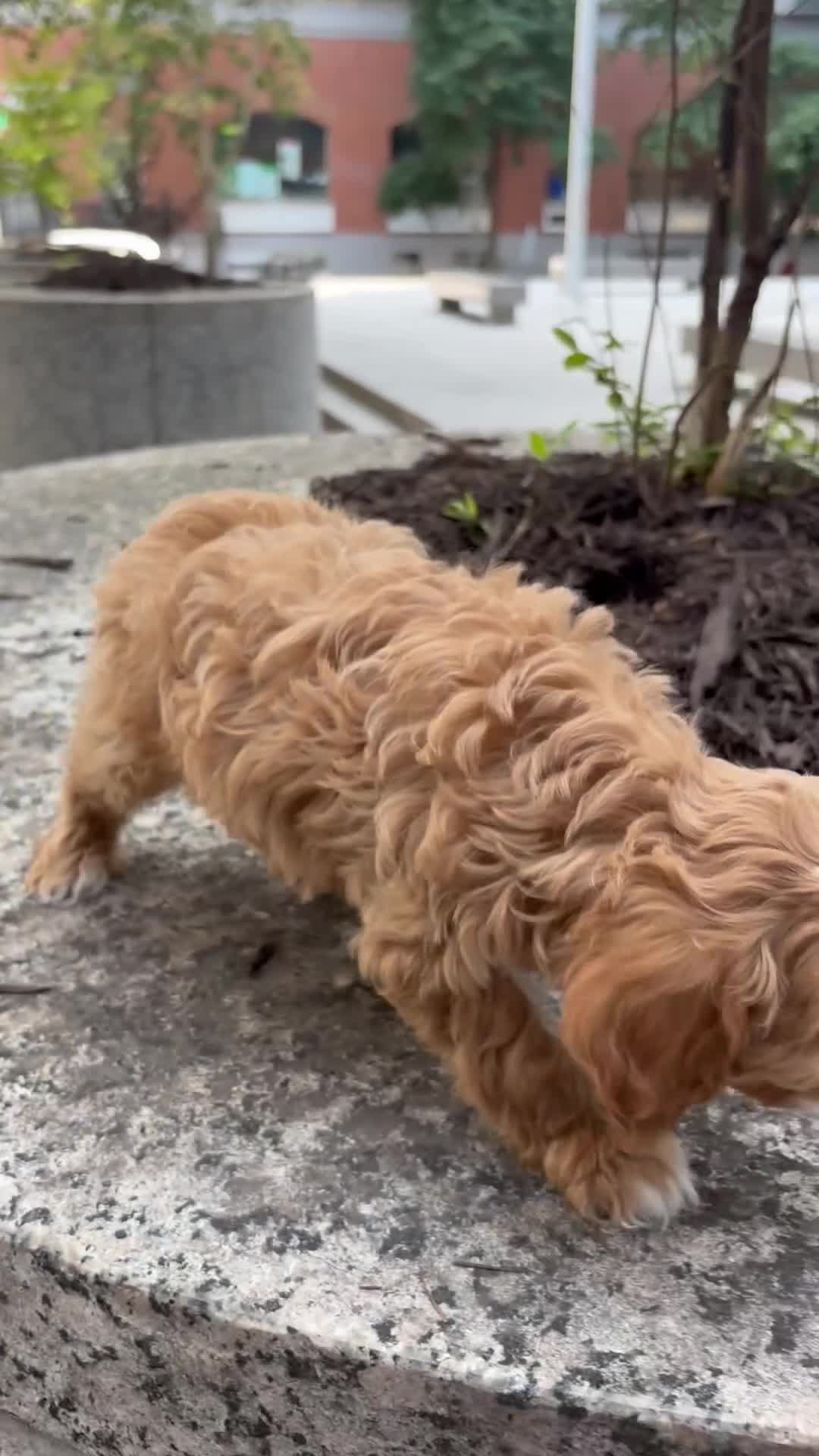 Cavapoo dogs for sale:  Cisco - Video 1