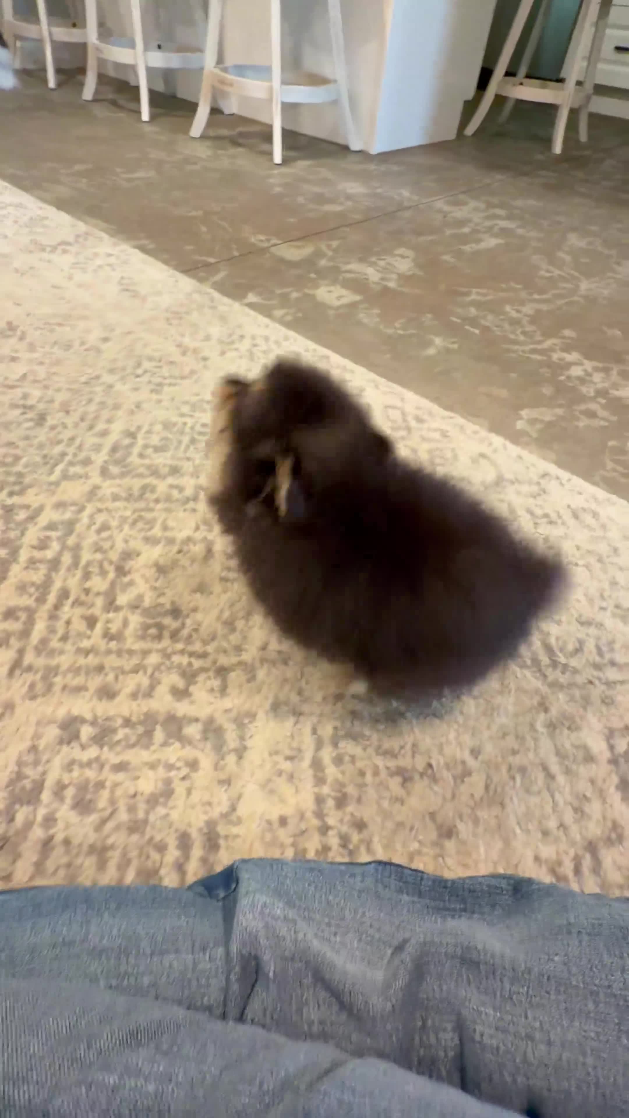 Pomeranian dogs for sale: Zeke AKC  - Video 1