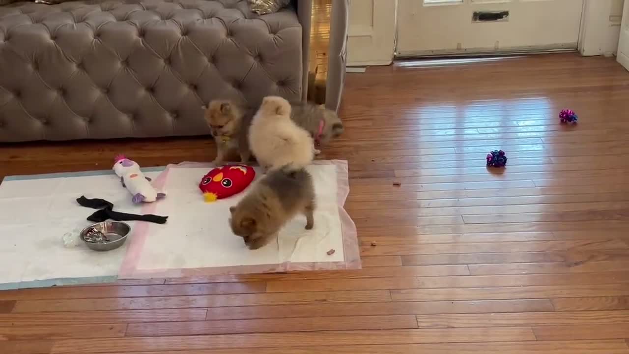 Pomeranian dogs for sale:  Rosie  - Video 1