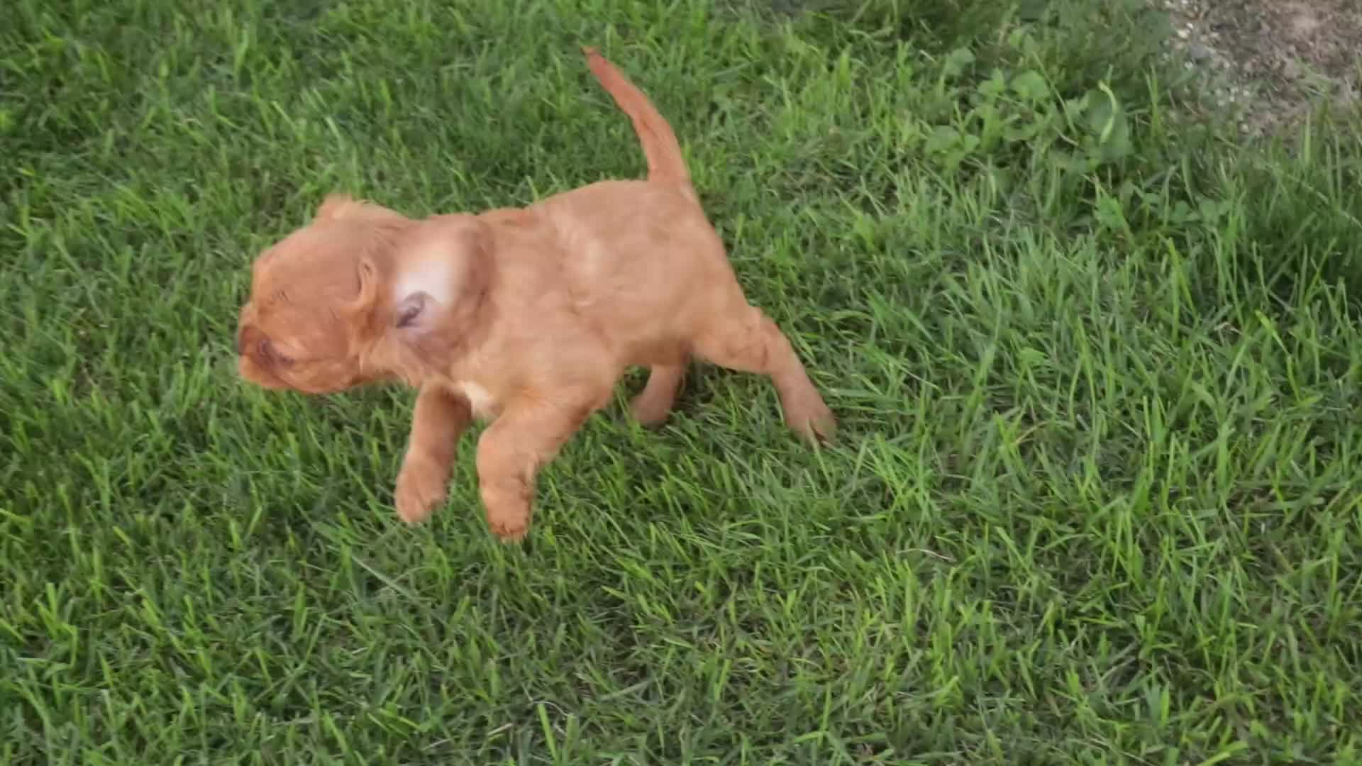 Cavalier King Charles Spaniel dogs for sale: Poppy Cavalier King Charles Spaniel - Video 2