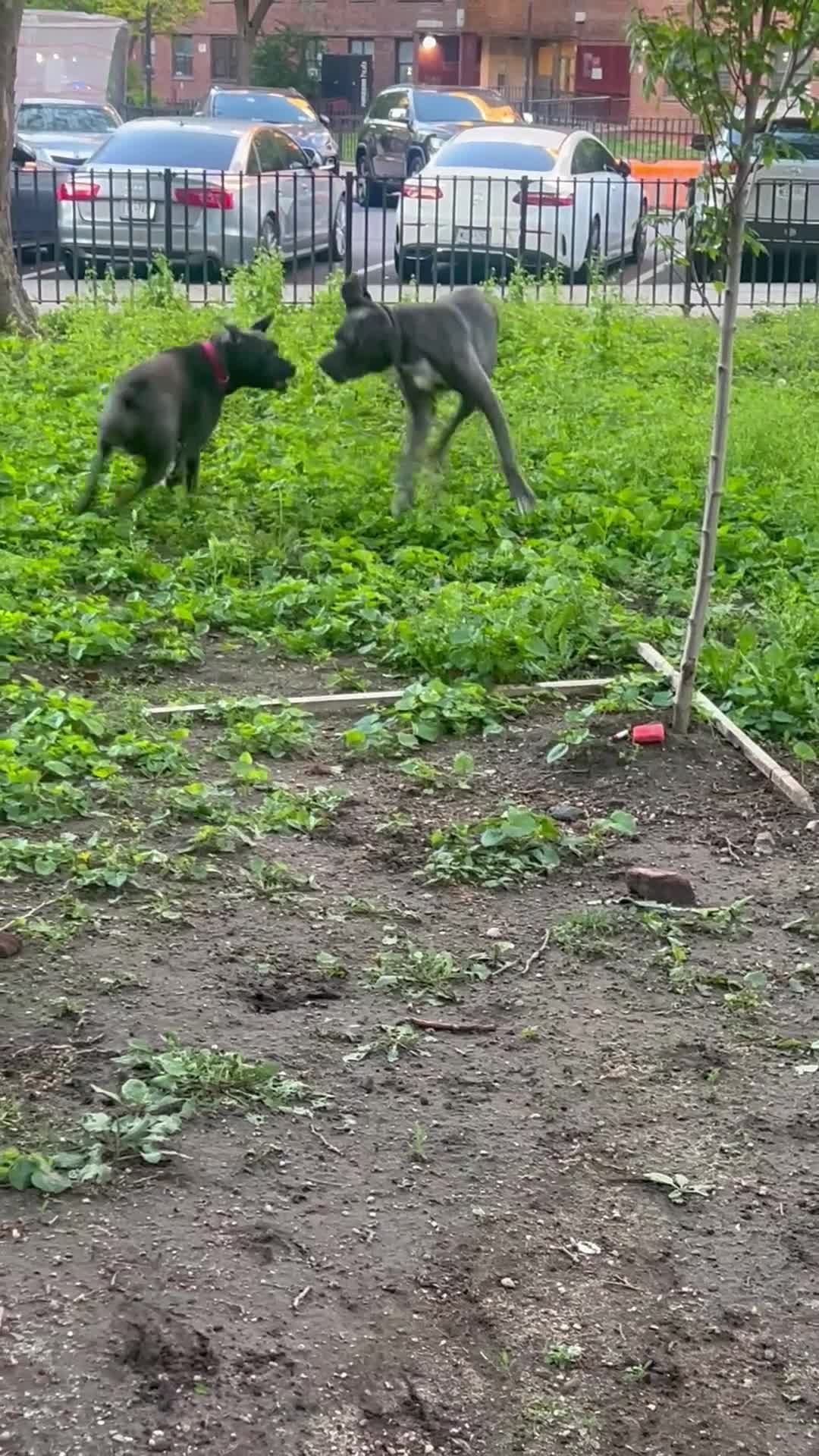 Cane Corso dogs for sale: Cane Corso 3 - Video 1