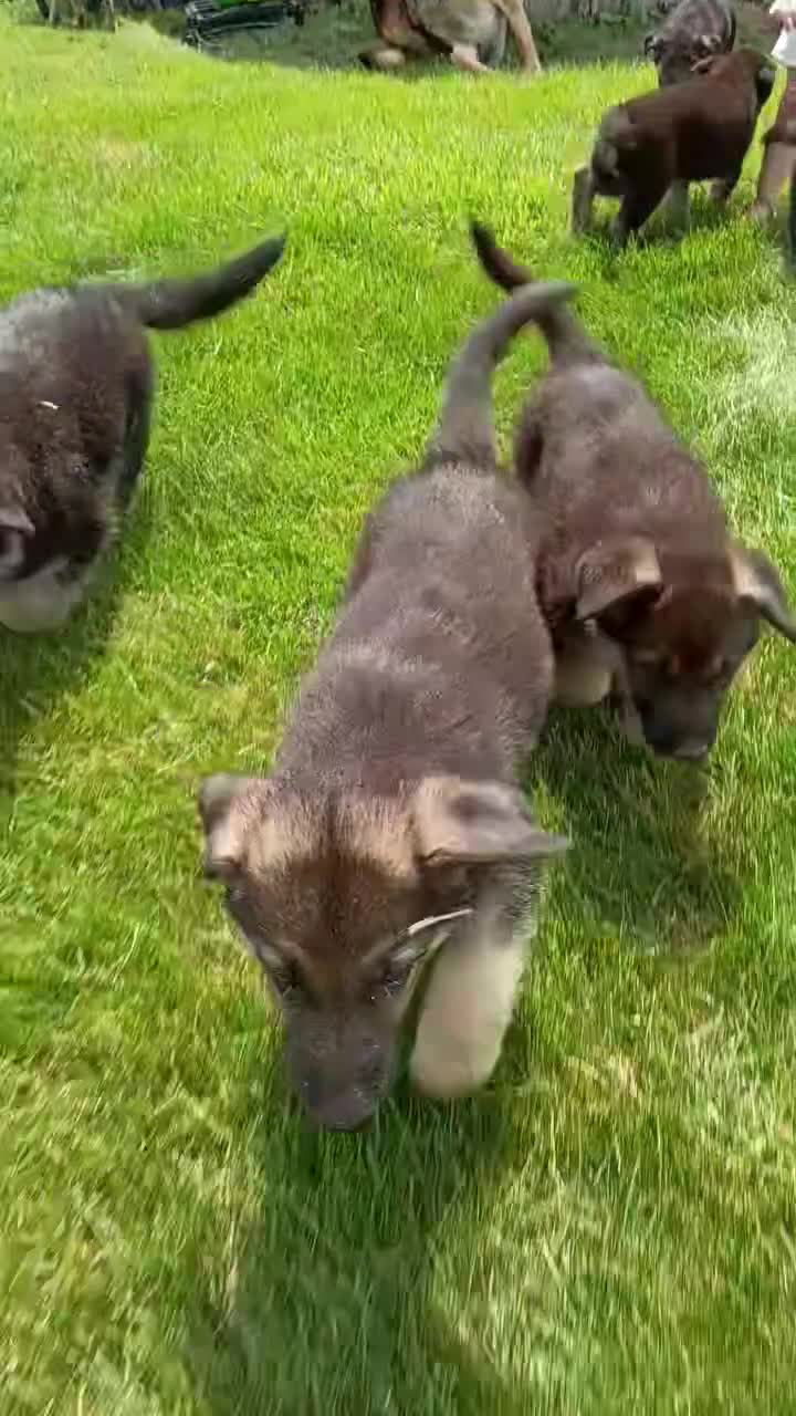 German Shepherd dogs for sale: Shadow - Video 1