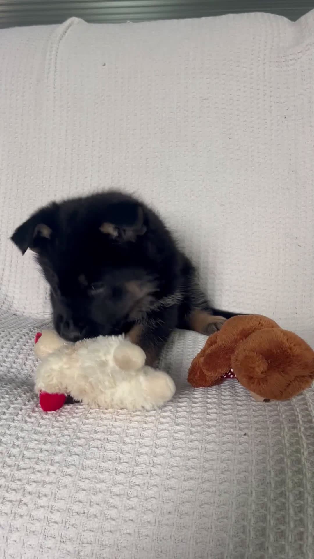 German Shepherd dogs for sale: River - Video 1