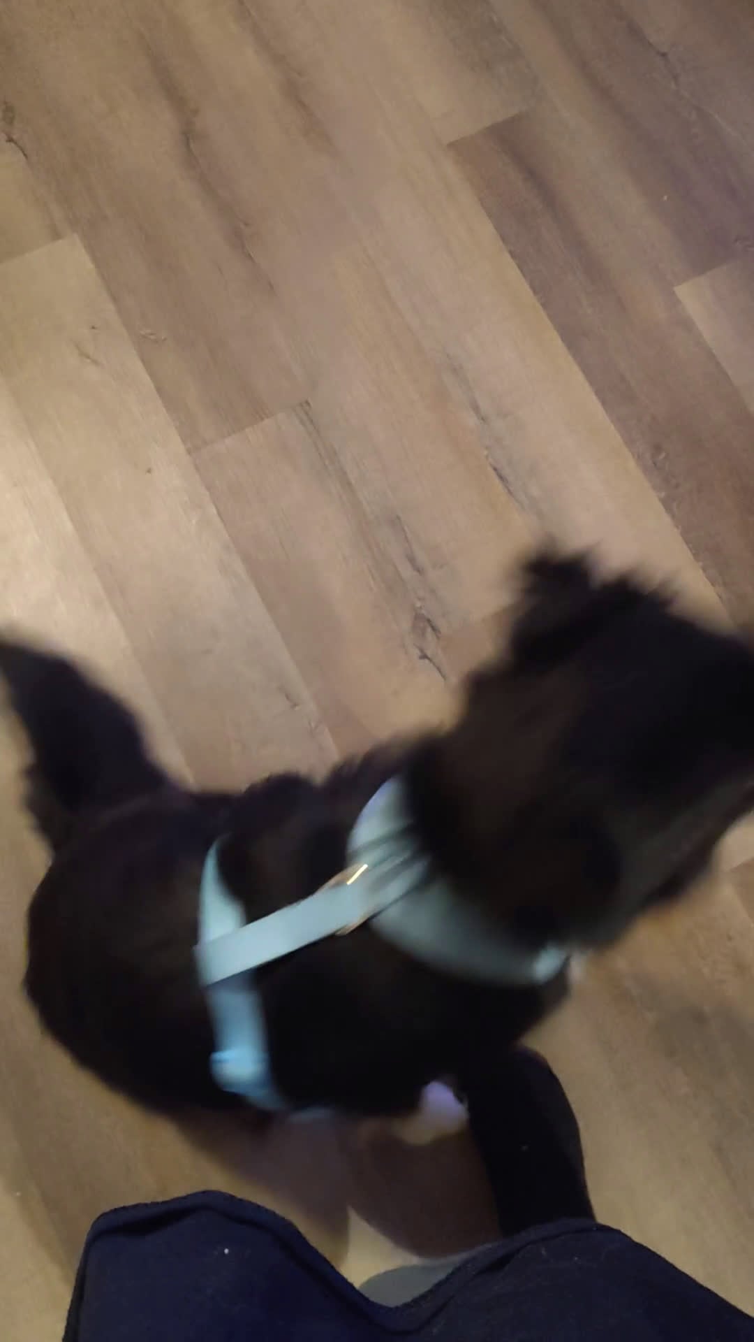 Mixed Breed dogs for sale: Tux - Video 2