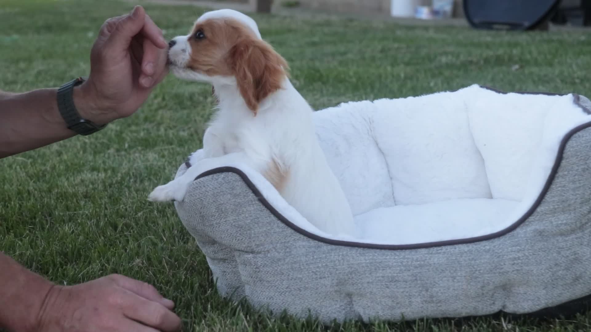 Cavalier King Charles Spaniel dogs for sale: Lars - Video 1