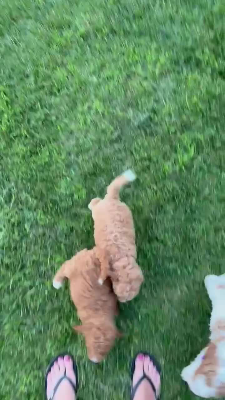 Cavapoo dogs for sale: Caesar - Video 2