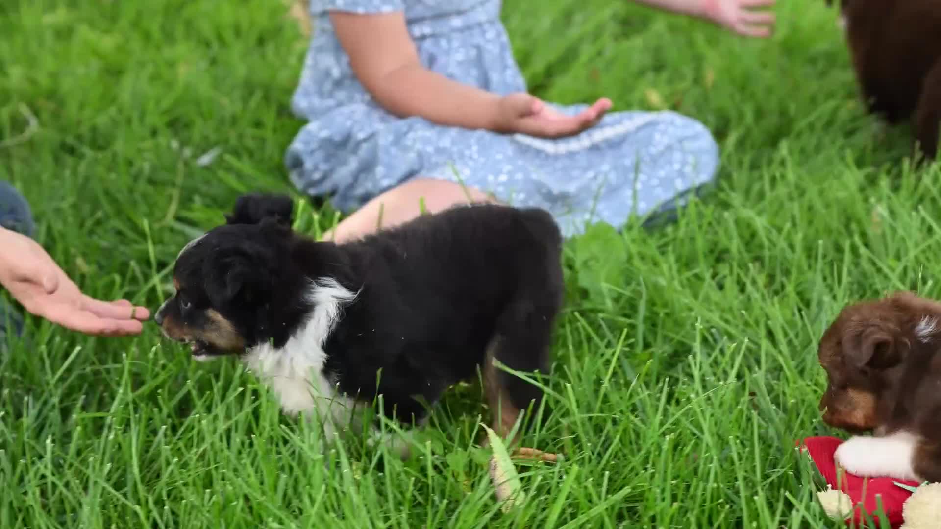 Miniature Australian Shepherd dogs for sale: Moose - Video 2
