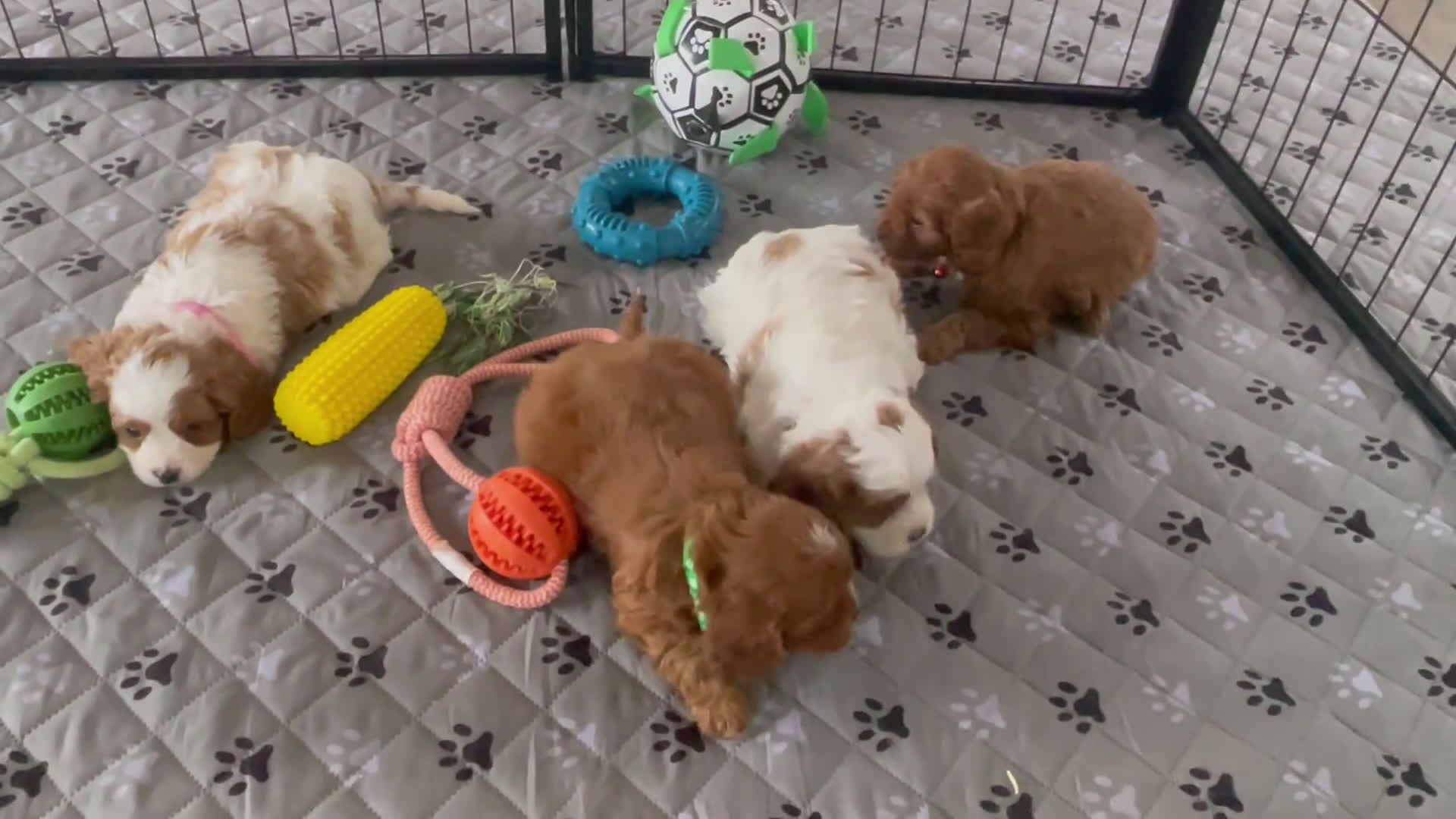 Cavapoo dogs for sale: Mr. Noah - Video 1