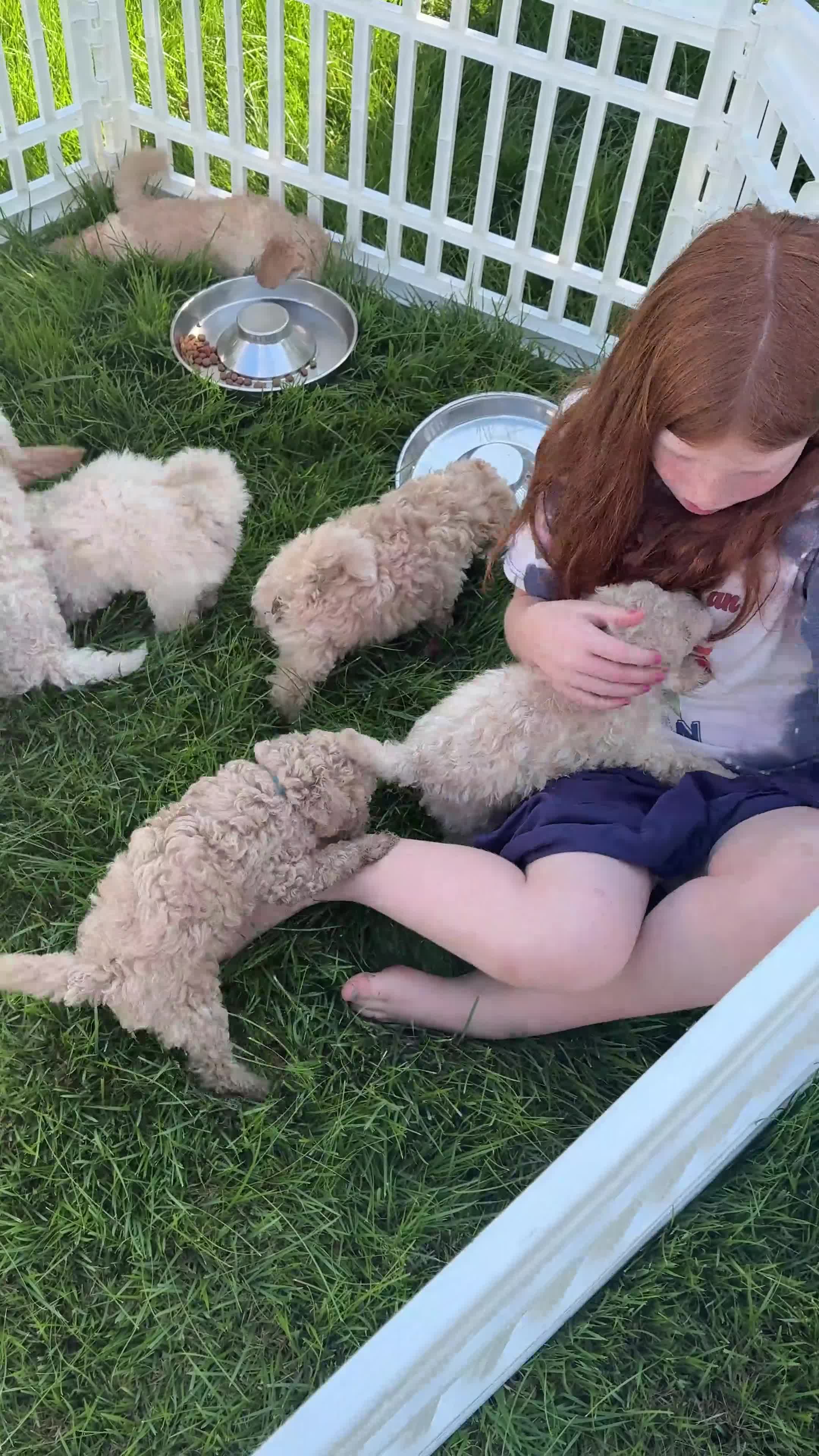 Miniature Poodle dogs for sale: Miniature Poodle 7 - Video 1