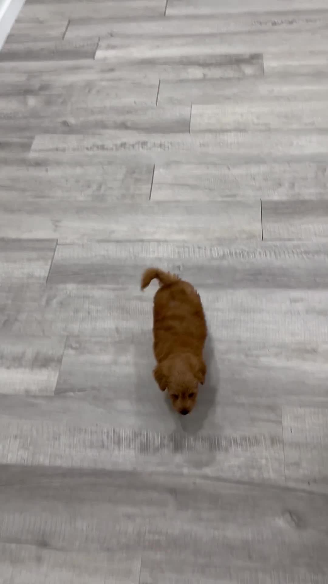 Miniature Labradoodle dogs for sale: Oliver - Video 1