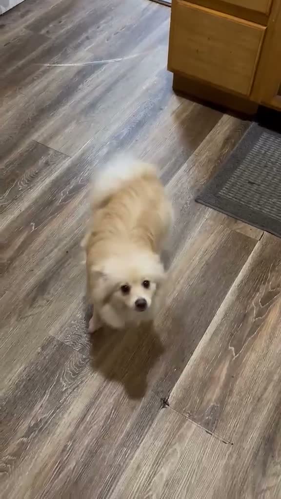 Pomeranian dogs for sale: Pomeranian 1 - Video 1