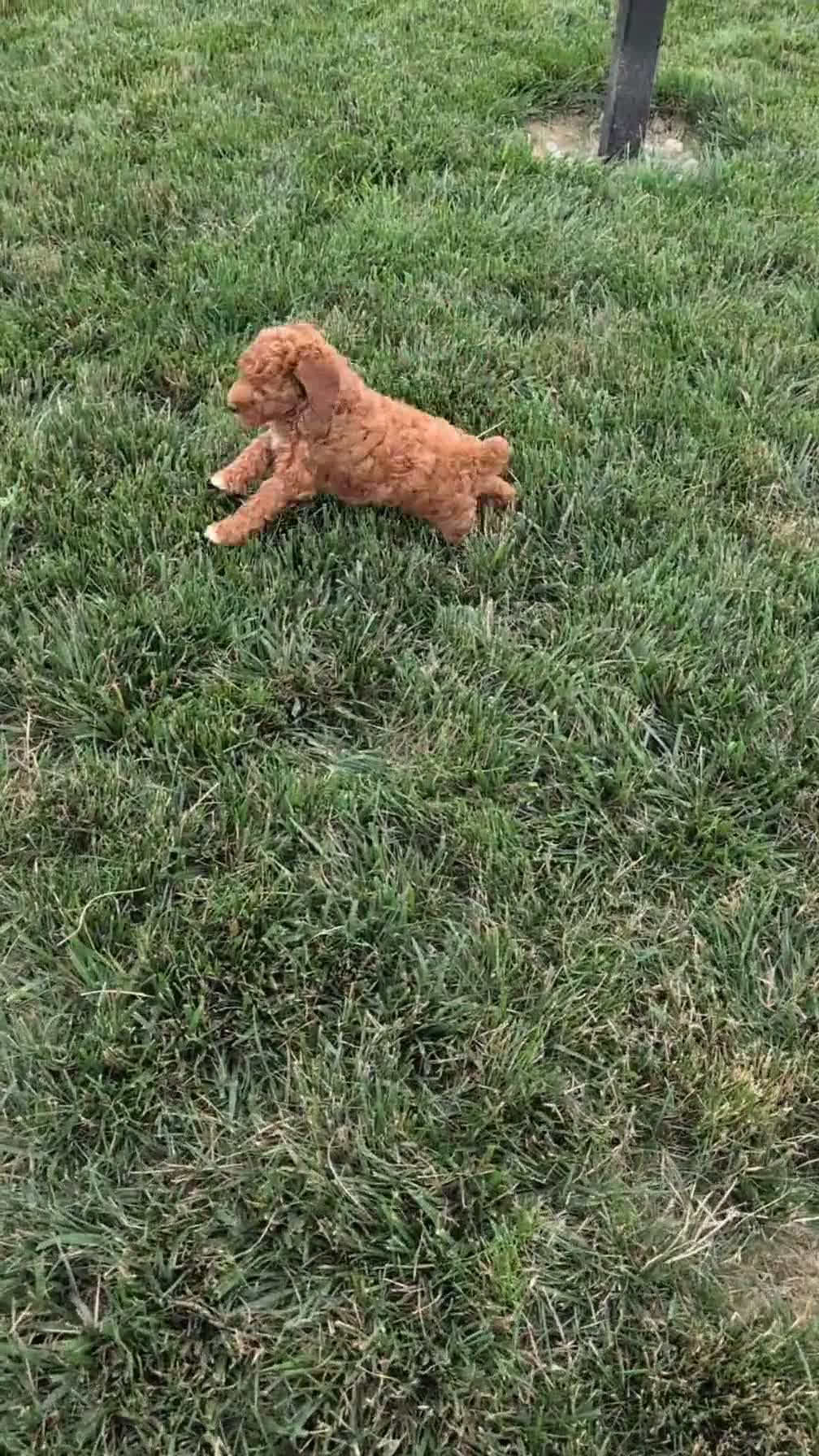 Miniature Poodle dogs for sale: Avery  - Video 1