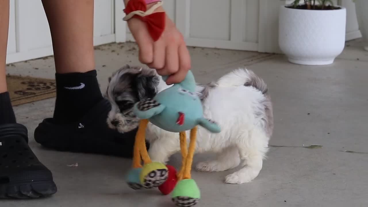 Havapoo dogs for sale: Cuddles  - Video 2