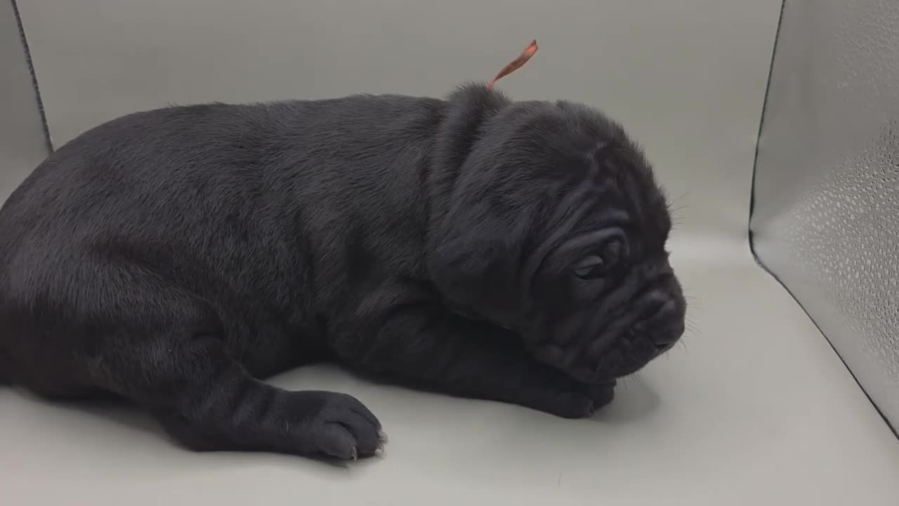 Mixed Breed dogs for sale: Orange - Video 1