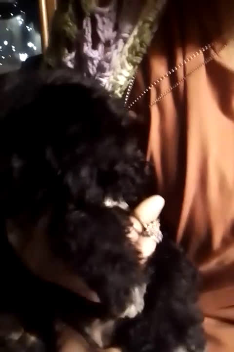 Mini Aussiedoodle dogs for sale: Mini Aussiedoodle Puppy 3 - Video 2