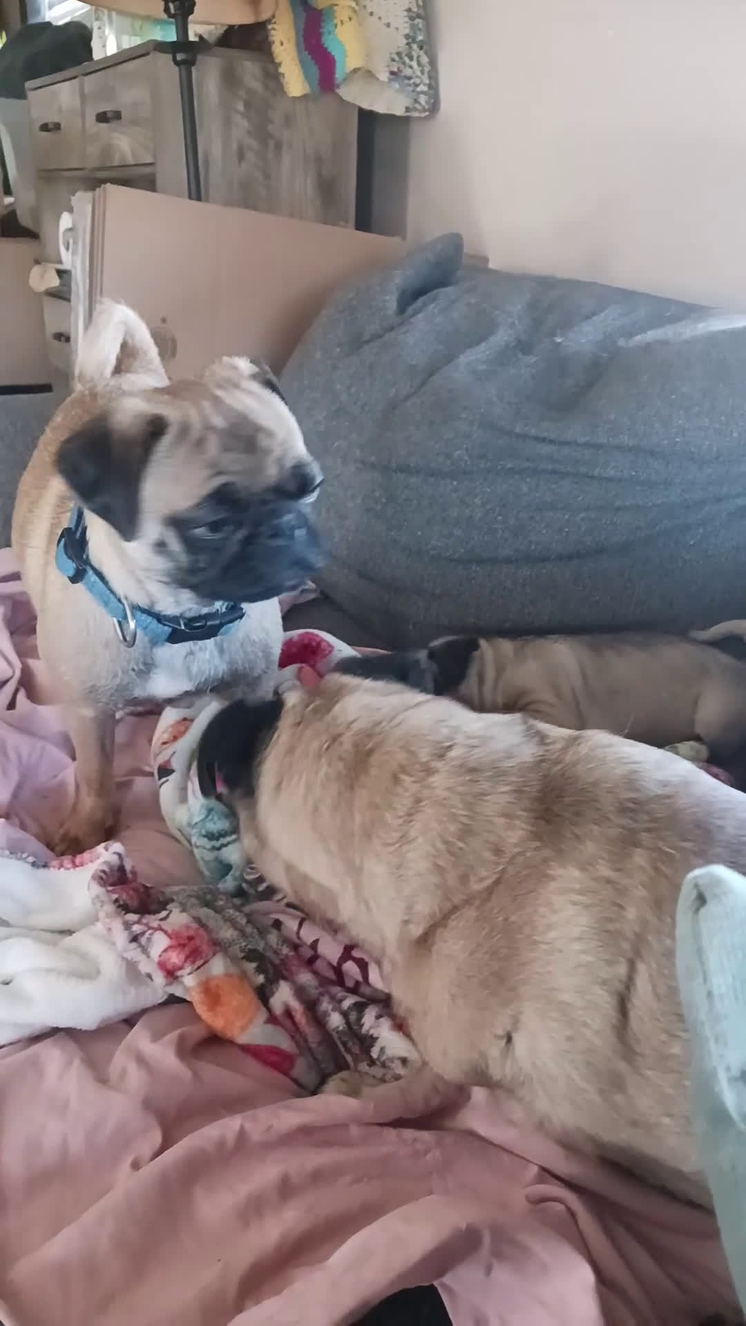 Pug dogs for sale:  Alpha - Video 1