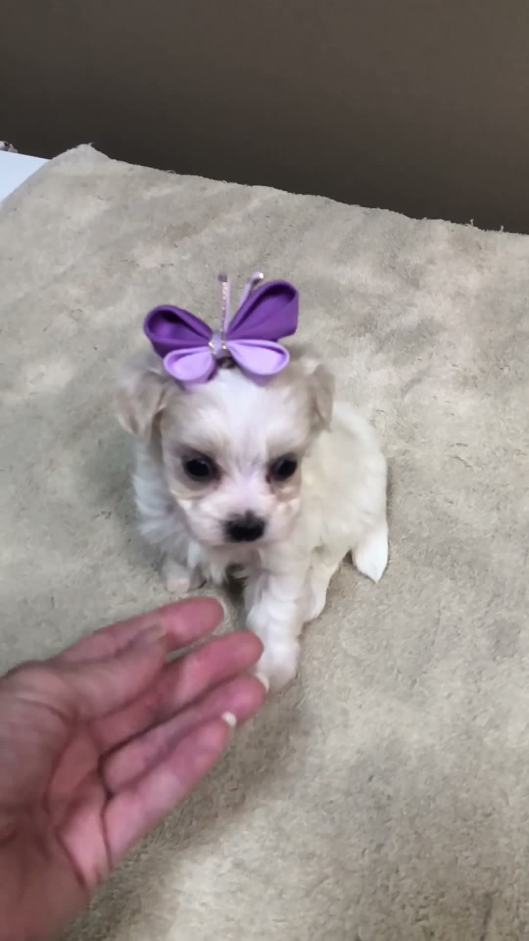 Maltipoo dogs for sale: TEACUP Kali - Video 1