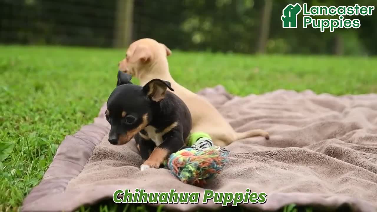 Chihuahua dogs for sale: Oatmeal - Video 1