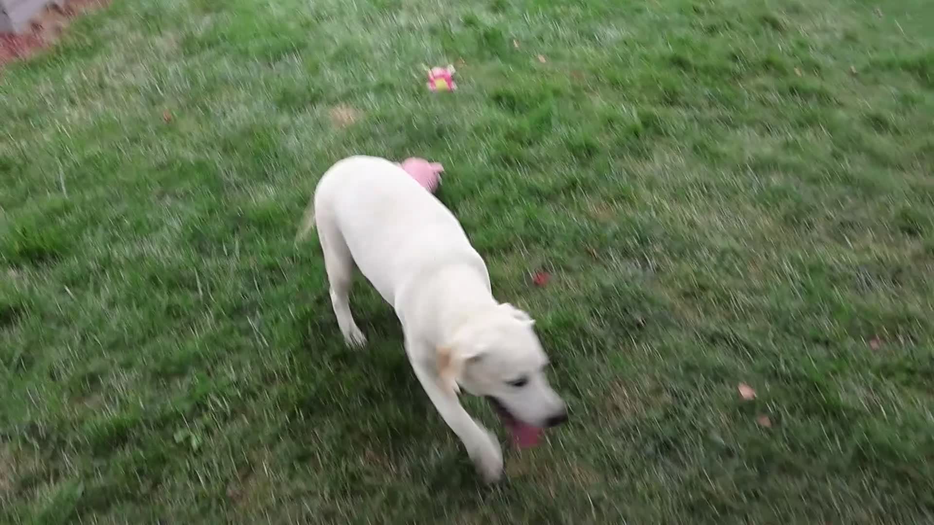 Labrador Retriever dogs for sale: Wanda - Video 1