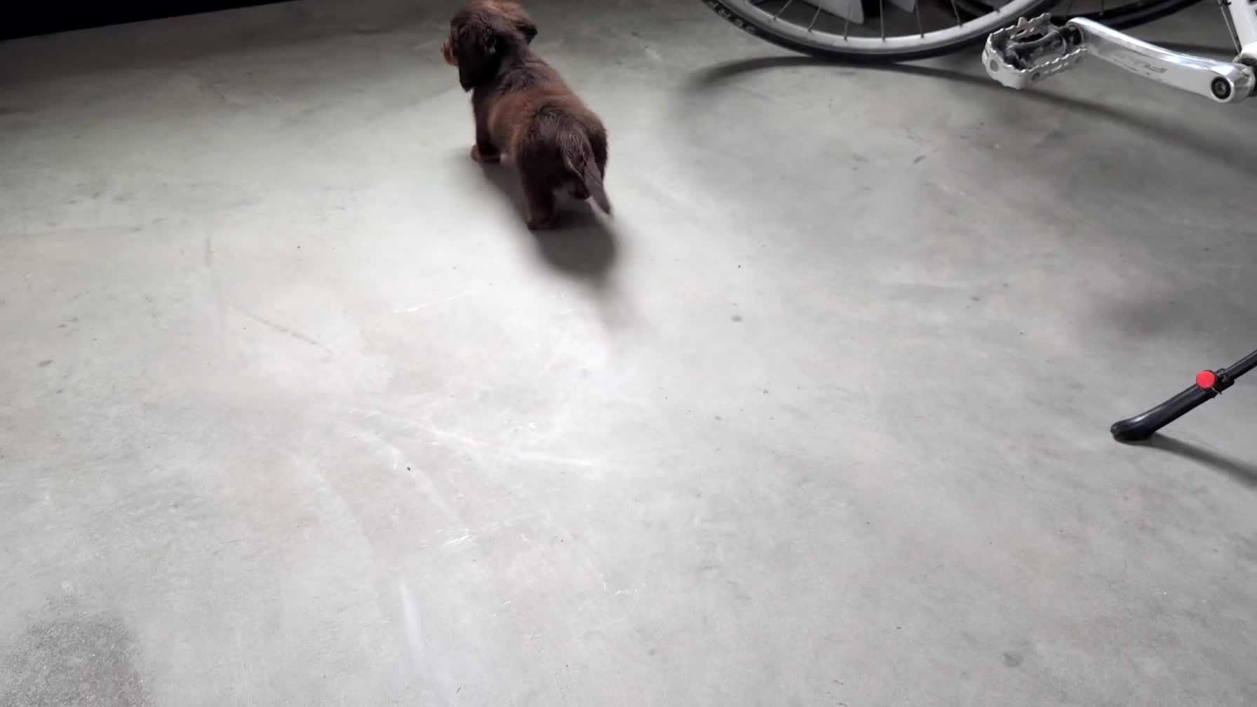 Miniature Dachshund dogs for sale: Zion - Video 1
