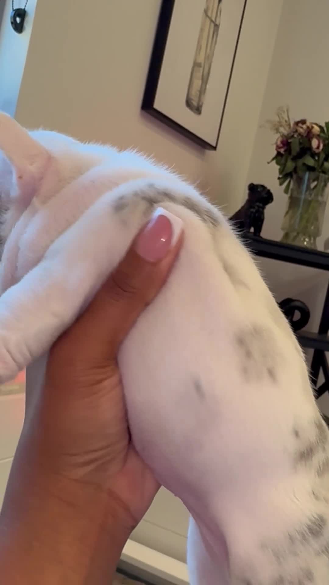 French Bulldog dogs for sale: Rylo - Video 2