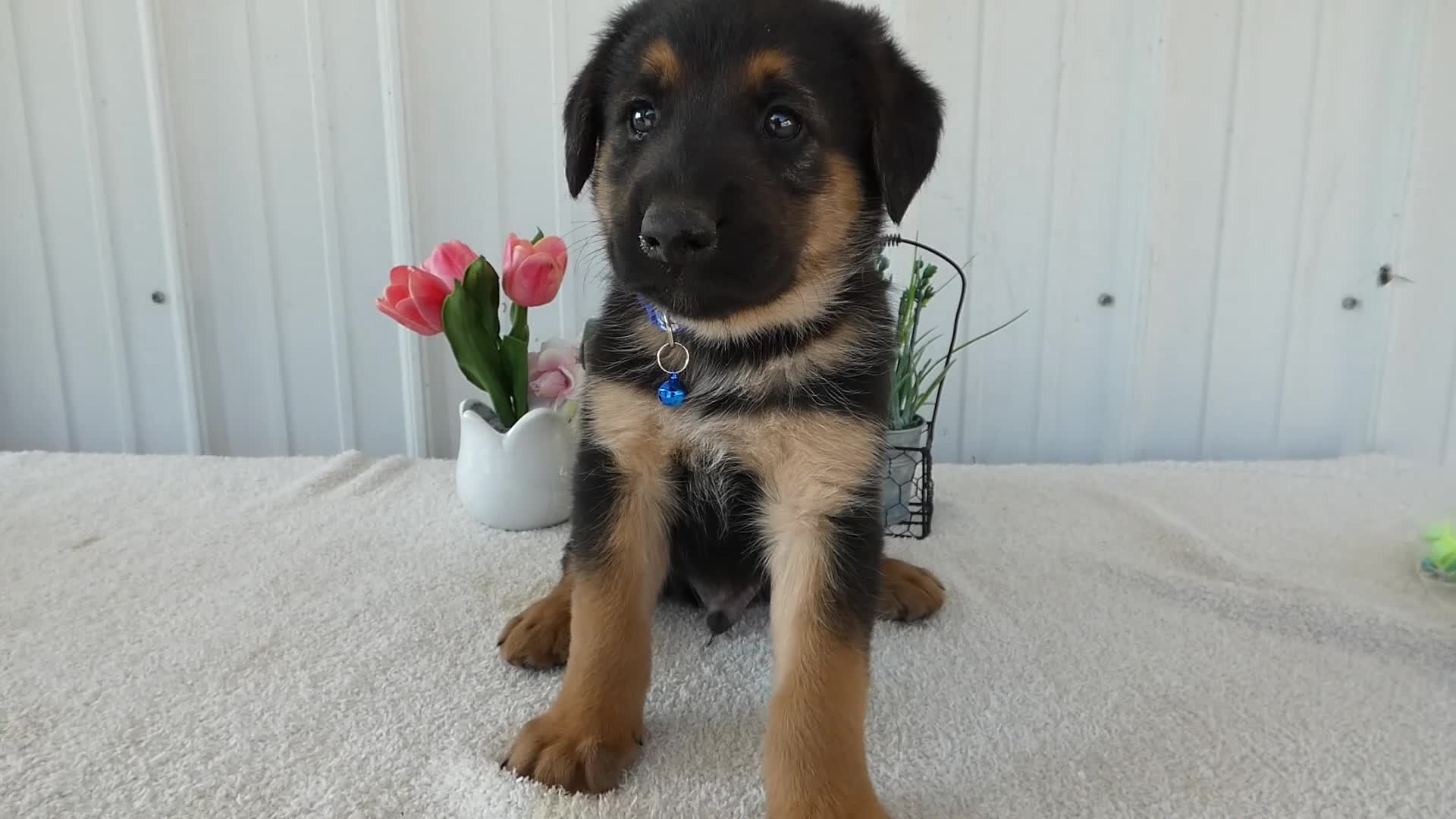 Mixed Breed dogs for sale: Mixed Breed 2 Zimba - Video 1