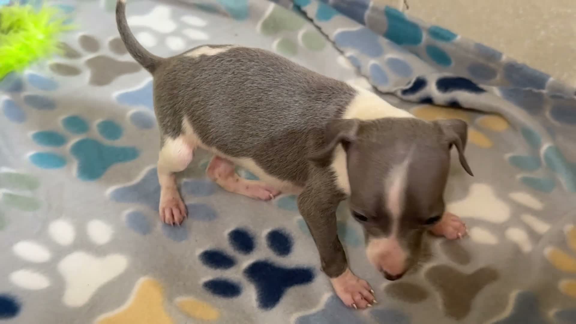 Italian Greyhound dogs for sale: Tiny Tot - Video 1