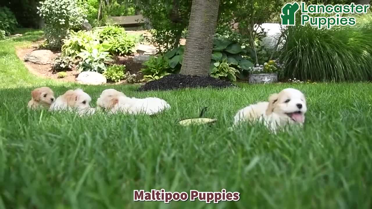 Maltipoo dogs for sale: Sunny  - Video 1