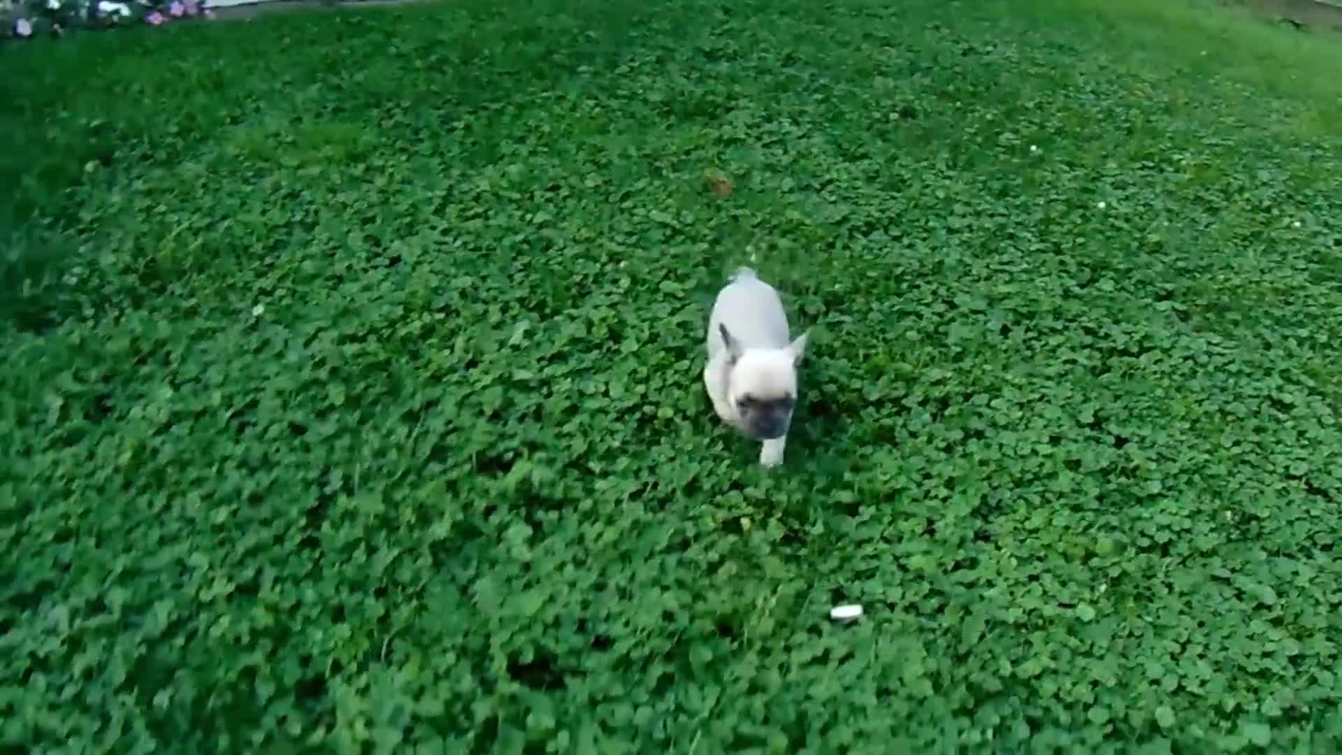 French Bulldog dogs for sale: Murphy - Video 1